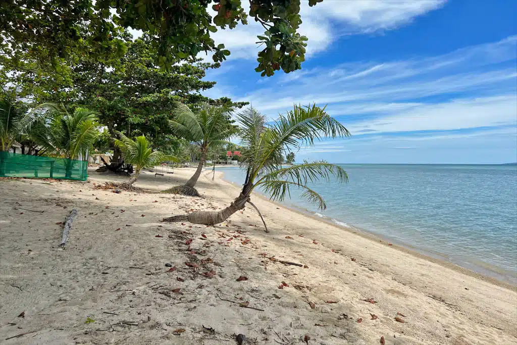 Palm-lined Thong Sala Beach on Koh Phangan with sand and turquoise water